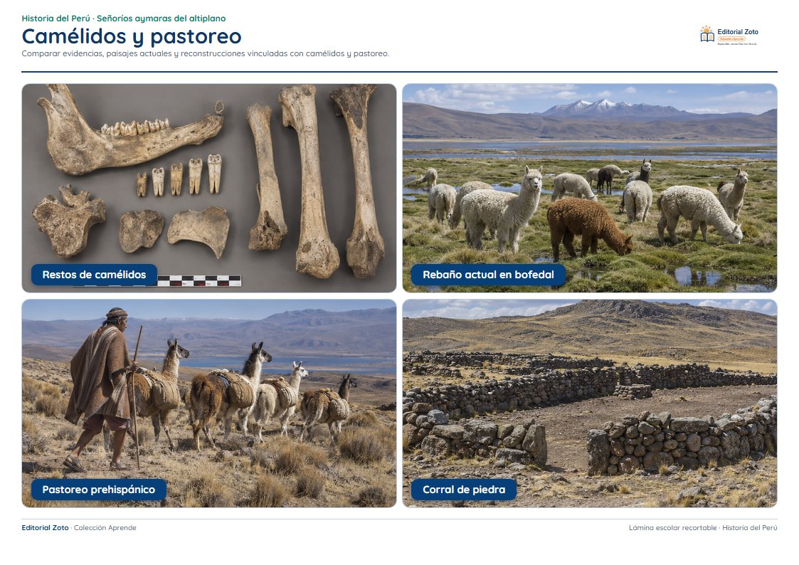 Vista previa de la lámina: Camélidos y pastoreo